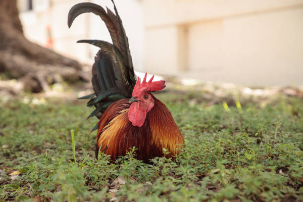 Roosters and chickens, called gypsy chickens or Cubalaya Roosters and chickens, called gypsy chickens or Cubalaya by the locals of Key West, Florida, do as they please around the town. cubalaya stock pictures, royalty-free photos & images