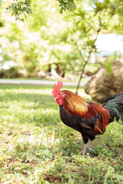 Roosters and chickens, called gypsy chickens or Cubalaya Roosters and chickens, called gypsy chickens or Cubalaya by the locals of Key West, Florida, do as they please around the town. cubalaya stock pictures, royalty-free photos & images