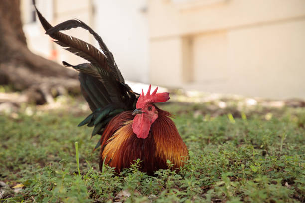 Roosters and chickens, called gypsy chickens or Cubalaya Roosters and chickens, called gypsy chickens or Cubalaya by the locals of Key West, Florida, do as they please around the town. cubalaya stock pictures, royalty-free photos & images