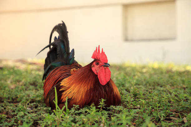 Roosters and chickens, called gypsy chickens or Cubalaya Roosters and chickens, called gypsy chickens or Cubalaya by the locals of Key West, Florida, do as they please around the town. cubalaya stock pictures, royalty-free photos & images