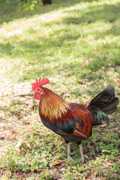 Roosters and chickens, called gypsy chickens or Cubalaya Roosters and chickens, called gypsy chickens or Cubalaya by the locals of Key West, Florida, do as they please around the town. cubalaya stock pictures, royalty-free photos & images