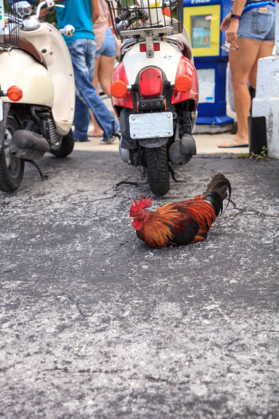 Roosters and chickens, called gypsy chickens or Cubalaya Roosters and chickens, called gypsy chickens or Cubalaya by the locals of Key West, Florida, do as they please around the town. cubalaya stock pictures, royalty-free photos & images