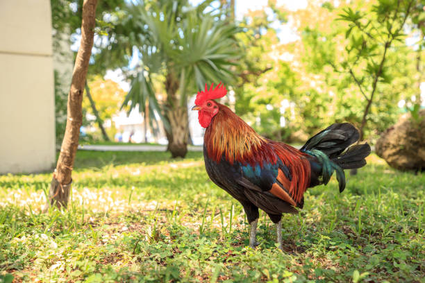 Roosters and chickens, called gypsy chickens or Cubalaya Roosters and chickens, called gypsy chickens or Cubalaya by the locals of Key West, Florida, do as they please around the town. cubalaya stock pictures, royalty-free photos & images