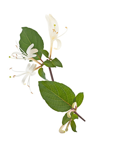honeysuckle   with  flowers and  leaves isolated on white background