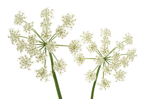 Angelica archangelica flowers isolated on white background