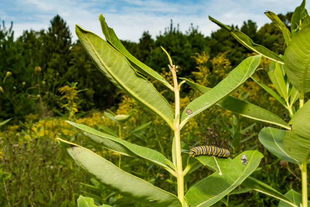 Monarch Butterfly Caterpillar A Monarch Caterpillar feeding on milkweed in an overgrown farm field. instar stock pictures, royalty-free photos & images