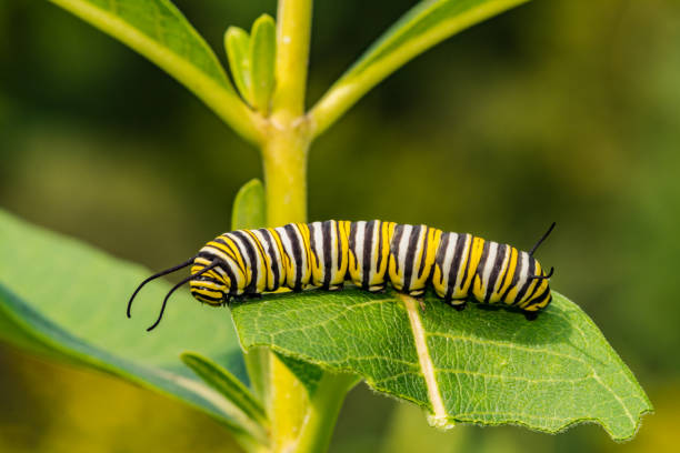 Monarch Butterfly Caterpillar stock photo