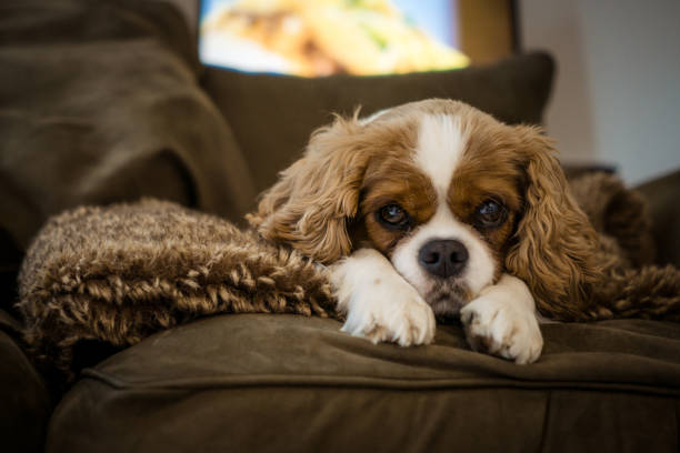 istock Cute cavalier king charles spaniel rescue dog 1034600880