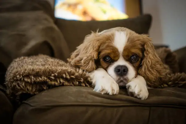 Shelter rescue king charles spaniel puppy dog at home