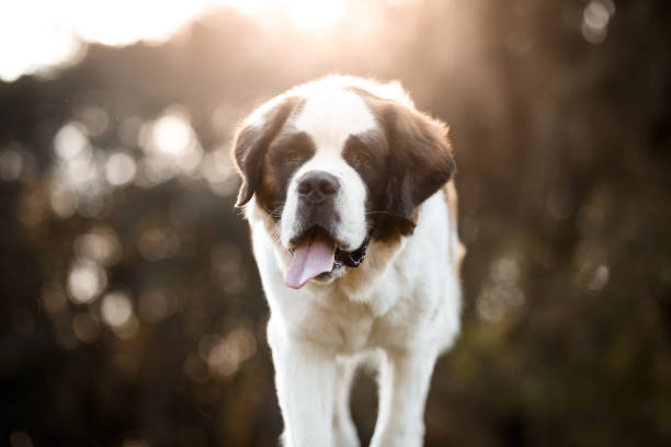 istock Dog outdoor portrait 1034609994