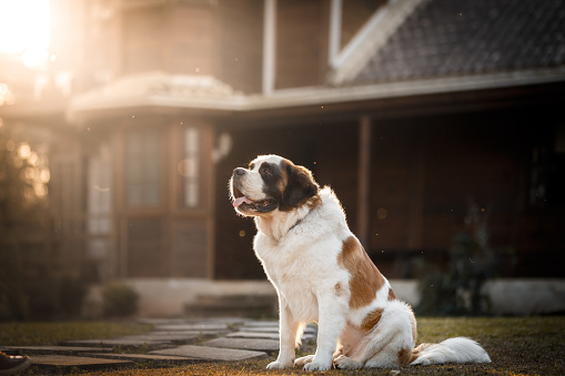 Perro sentado frente a una casa photo