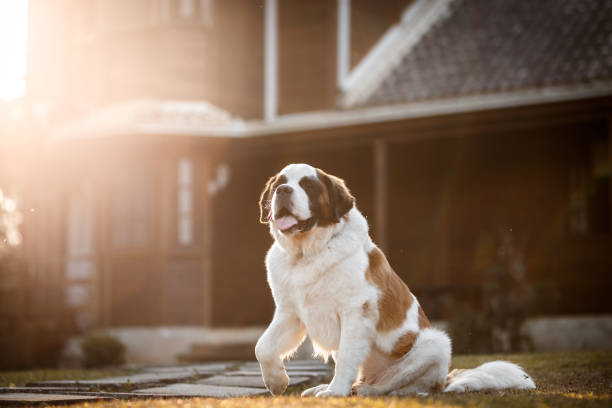 istock Dog sitting in front of a house 1034610092