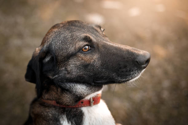 istock Mutt dog outdoor portrait 1034610108