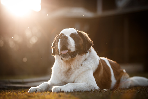 Saint bernard dog lying dow in front of a house
