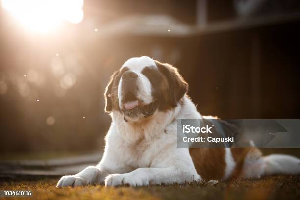 Dog Lying Dow In Front Of A House Stock Photo - Download Image Now - Saint Bernard, Animal, Brazil
