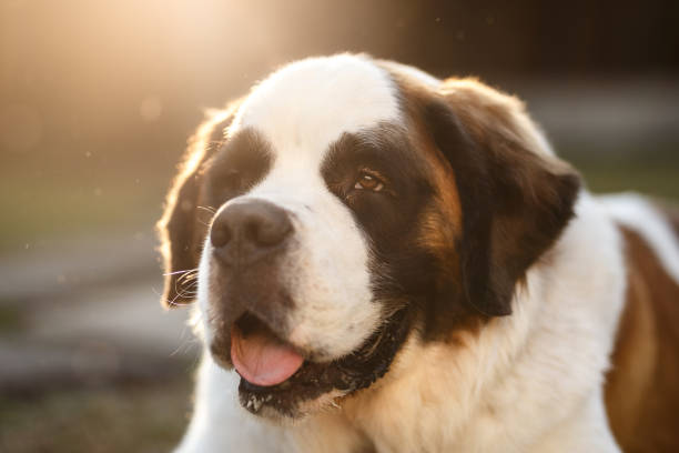 istock Saint bernard dog close up portrait 1034610152