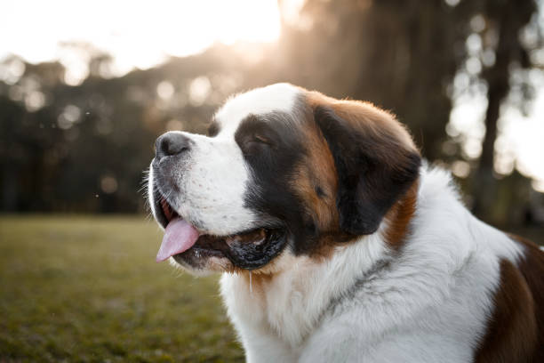retrato de perfil de perro - saint bernard fotografías e imágenes de stock