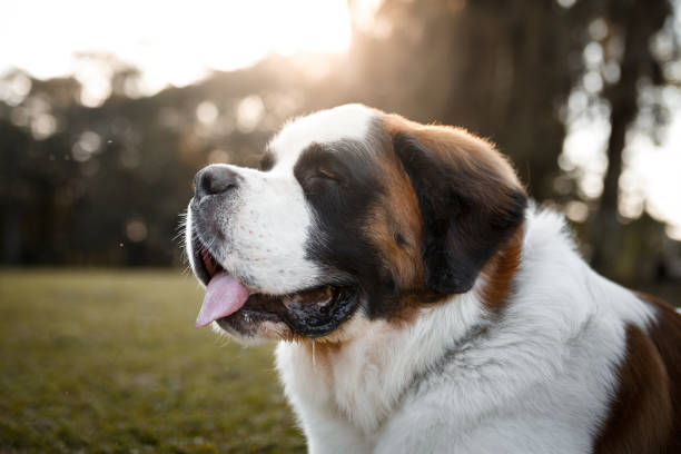 portrait de profil de chien - saint bernard photos et images de collection