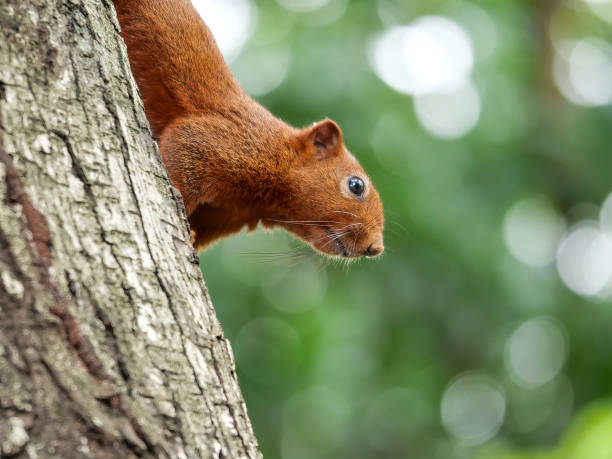 istock Squirrel in the garden 1 1034612870