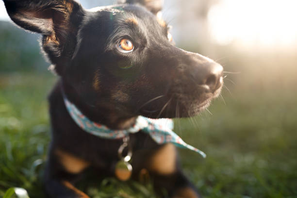 istock Black mutt dog outdoor portrait 1034612876