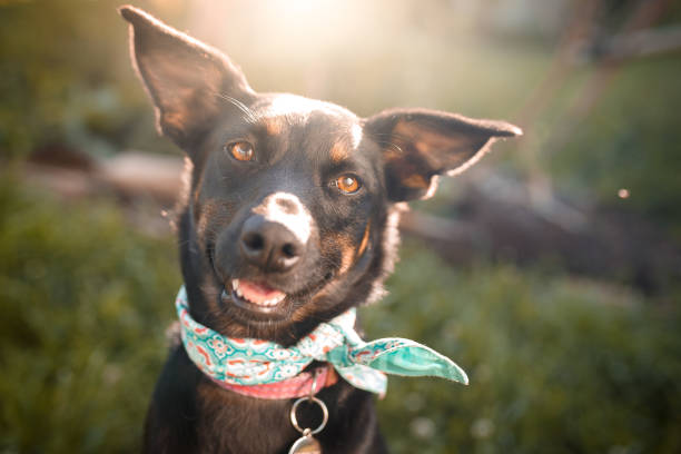 retrato al aire libre de perro mutt negro - mascota fotos fotografías e imágenes de stock