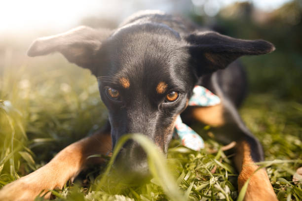 istock Black mutt dog outdoor portrait 1034613078