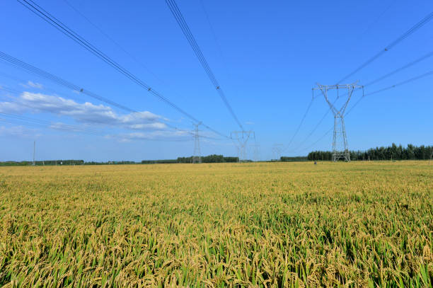 istock Mature rice in the field 1034619930