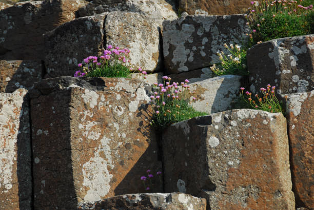 istock Pink flowers at Giant's Causeway 1034626086