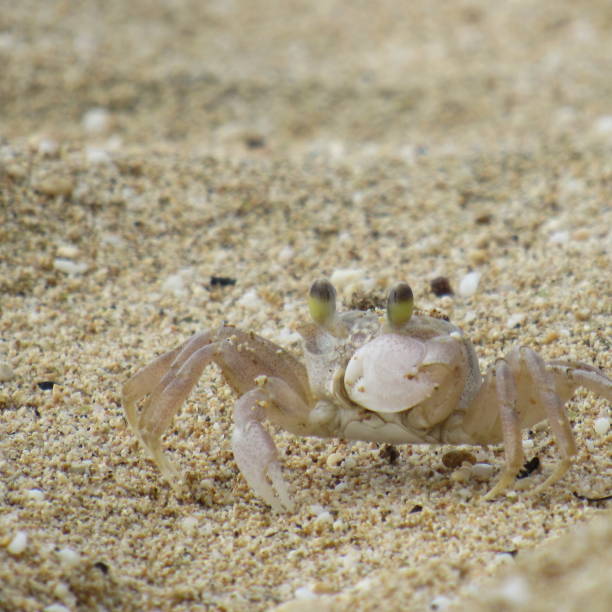 istock Sand crabs on beach in Hawaii in various positions 1034627346