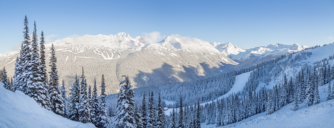 Snowy mountain trees with a view overlooking Blackcomb Mountain