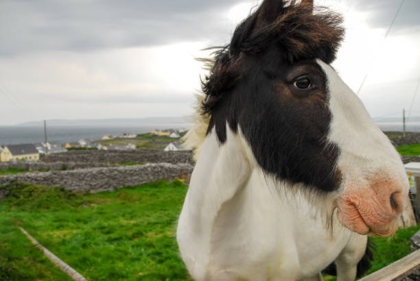 aran island horse with mustache - inisheer imagens e fotografias de stock