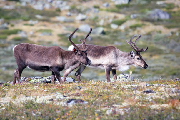 istock reindeer grazing in nature 1034629970