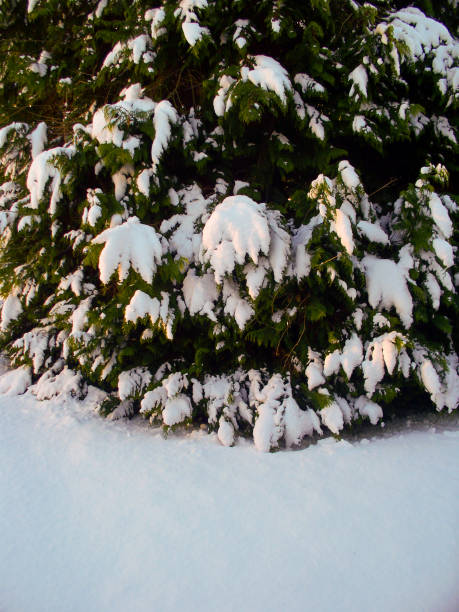 istock A Large Snow Covered Tree in Winter 1034630280