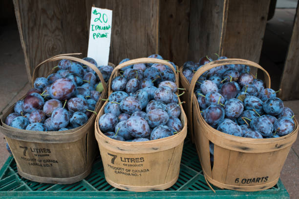 Baskets full of plums at farmers market in Canada