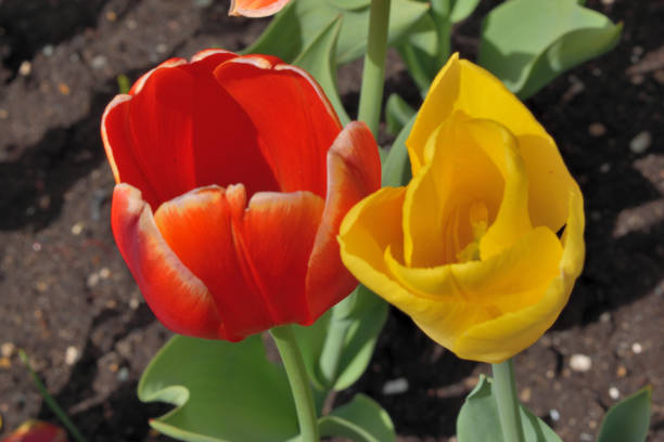 istock Red and Yellow Tulips 1034660686