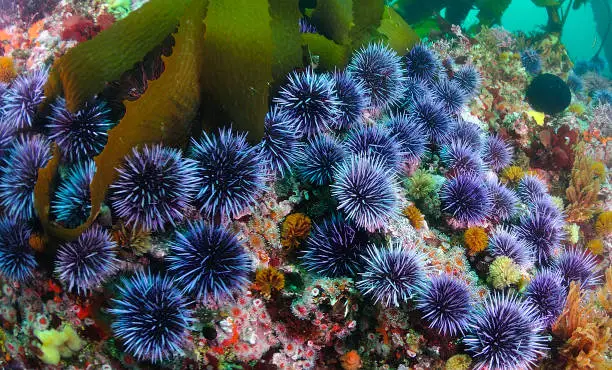 A group of blue sea urchins