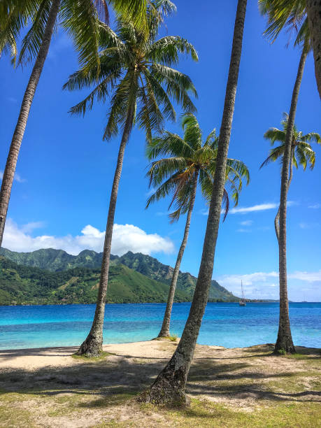 istock Taahiamanu Beach coconut grove 1034663682
