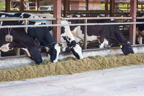 Cows on a farm and herd of cows eating hay in cowshed stock photo