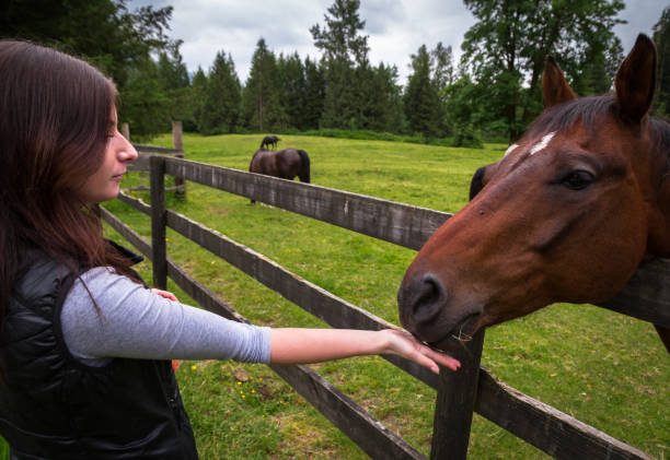 istock Young woman feeding a horse on a pasture. 1034666068