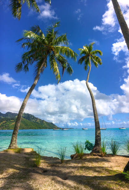 istock Taahiamanu Beach coconut palms 1034678166