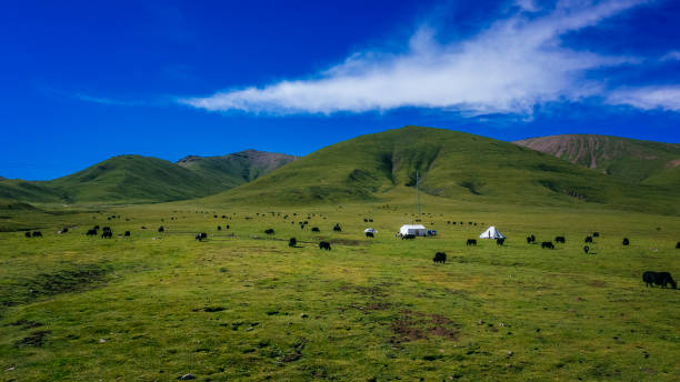 istock Yaks on meadows against mountains and sky in Qinghai, China 1034683402