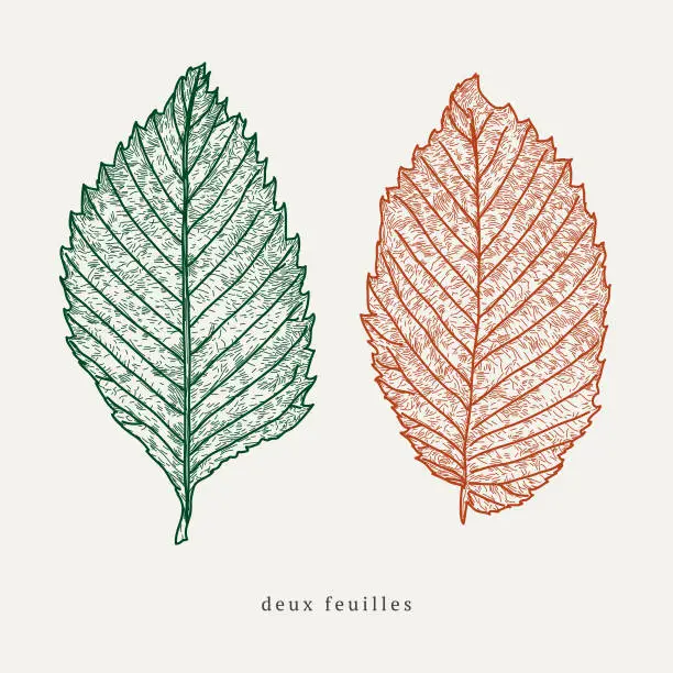 Vector illustration of Autumn Leaves