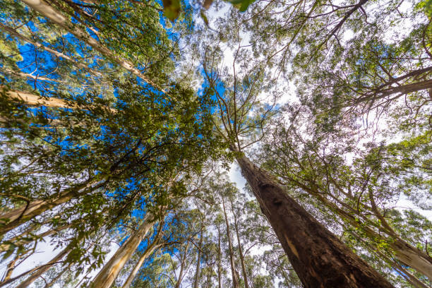 istock Great Otway National Park 1034699758