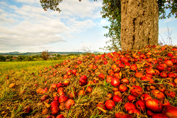istock heap of apples at a tree trunk with landscape 1034702318