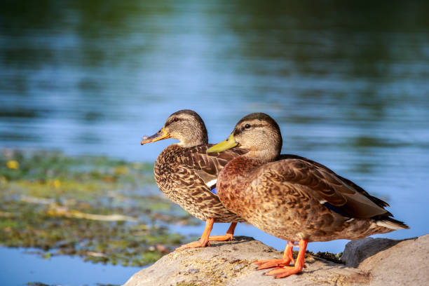 istock A pair of ducks near a pond 1034702692