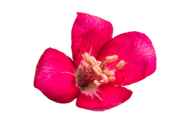 istock flowers of apple-tree isolated 1034704796