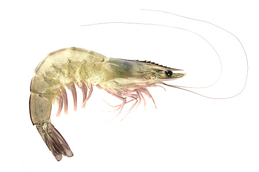 Shrimp isolated on white background, clipping path