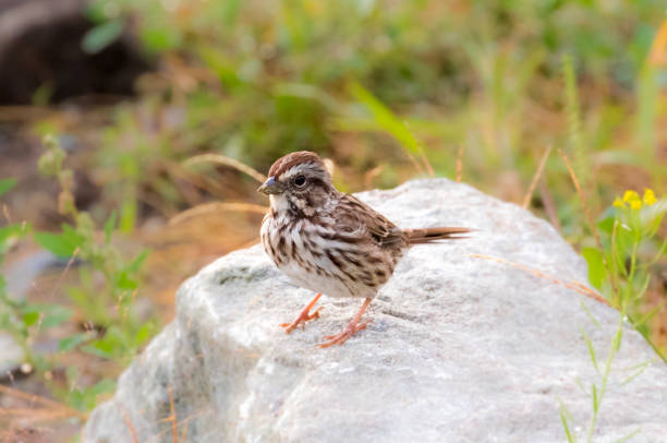 istock House sparrow close-up 1034713102