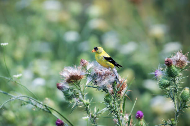 istock American Goldfinch sitting on a plant 1034713146