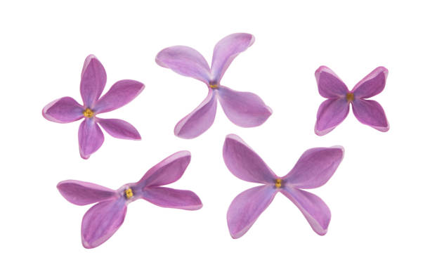 istock lilac flowers isolated 1034713194
